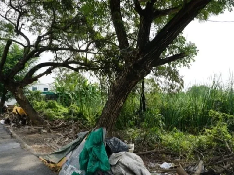 ที่ดินเปล่า แขวงคลองสอง เขตคลองหลวง ปทุมธานี 100 ตรว