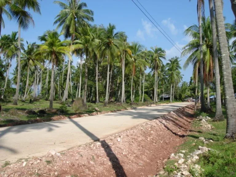 ที่ดินเปล่า 18 ไร่ บนเกาะสุกร ตรัง