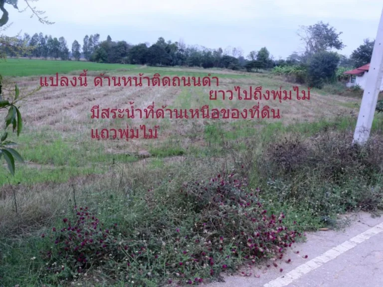 ขายที่ดิน 6 ไร่ 87 ตรว บ้านหนองพยอม ตชุมแสงสงคราม อบางระกำ จพิษณุโลก