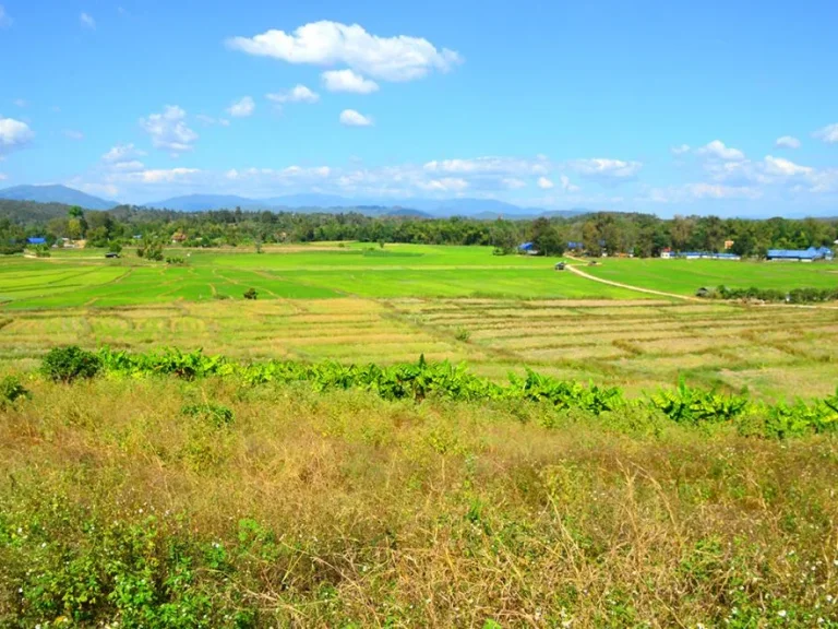 ขายที่ดิน แมริม พระบาทสี่รอยราคาถูก