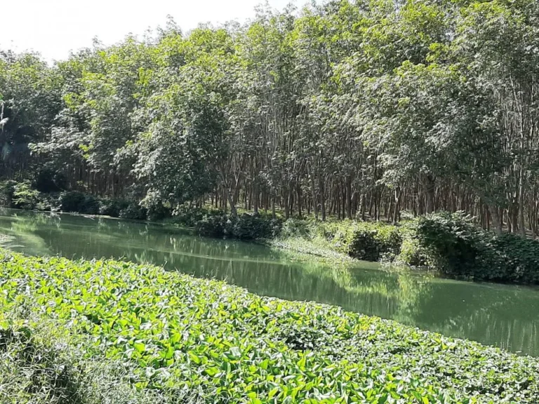 ขายสวนทุเรียนติดคลองใหญ่ ใกล้ถนนสุขุมวิท ติดถนนลาดยาง 27 ไร่ 1 งานเศษ