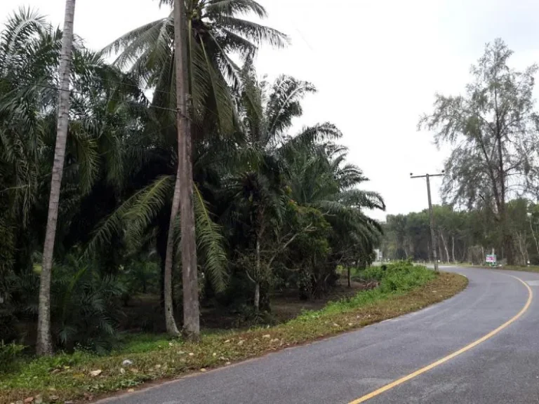 ขายด่วน ที่ดิน 2 ไร่ ติดถนนเส้นเลียบชายทะเลหาดคอเขา อหลังสวน จชุมพร