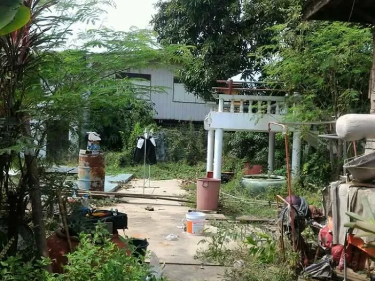 ขายที่ดิน 284 ตรว รวมบ้านไม้เเถว 2 ห้องพร้อมค้าขาย