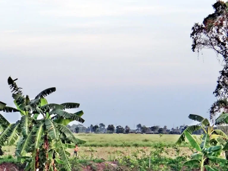 ขายที่ดินลำลูกกา เลียบคลอง 13 ฝั่งตะวันออก ติดถนนเลียบคลอง13 PPH-N 203