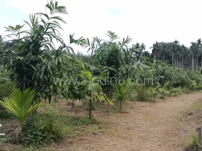 ขายสวนผลไม้ติดถนนสามผาน 2 ไร่ โฉนด ตสองพี่น้อง อท่าใหม่ จจันทบุรี รหัส 3908