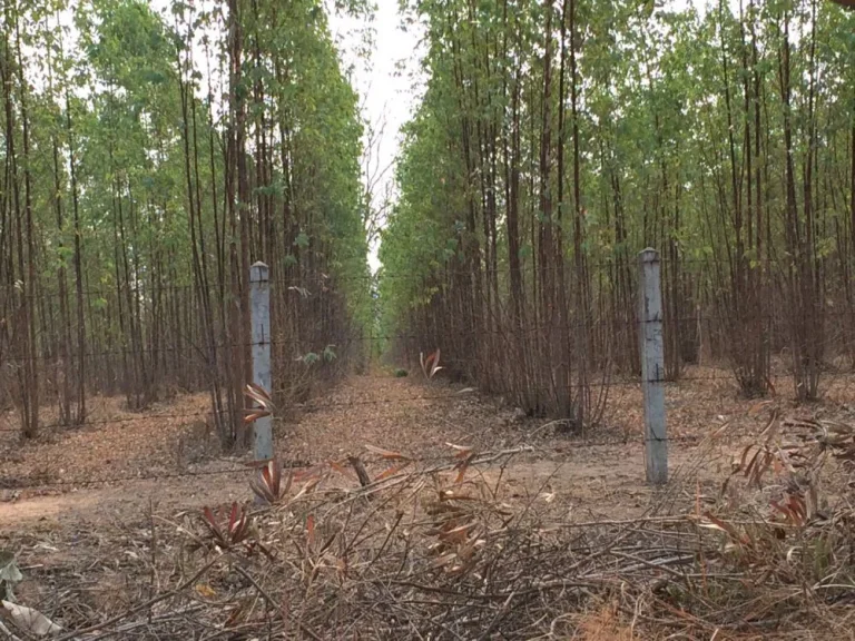 ขายที่ดินการเกษตรและโรงงานน้ำดื่ม