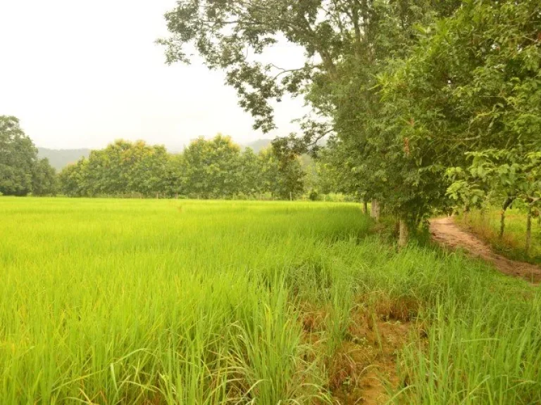 ขายที่ดินทำเลดี ราคาดี อเชียงของ จเชียงราย