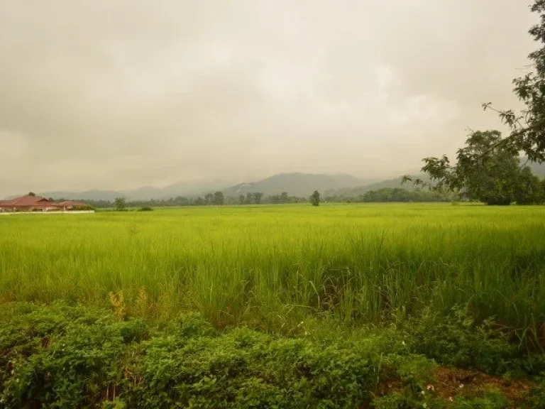 ขายที่ดินทำเลดี ราคาดี อเชียงของ จเชียงราย