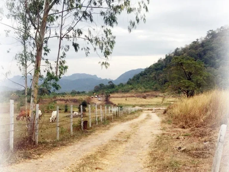 ขายที่ดิน 21 ไร่ ทำเลดี ใกล้ถนนมิตรภาพ