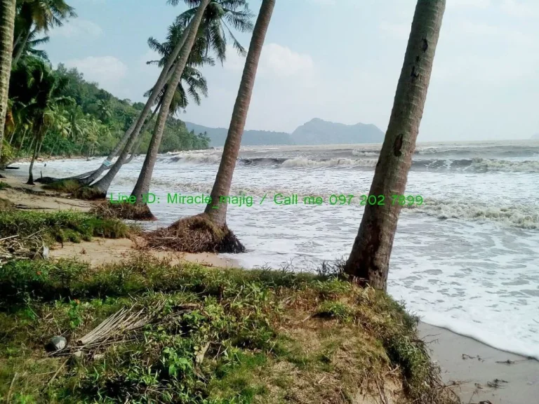 ที่ดินติดชายหาดพร้อมสวนมะพร้าวลูกดก