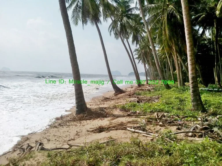 ที่ดินติดชายหาดพร้อมสวนมะพร้าวลูกดก