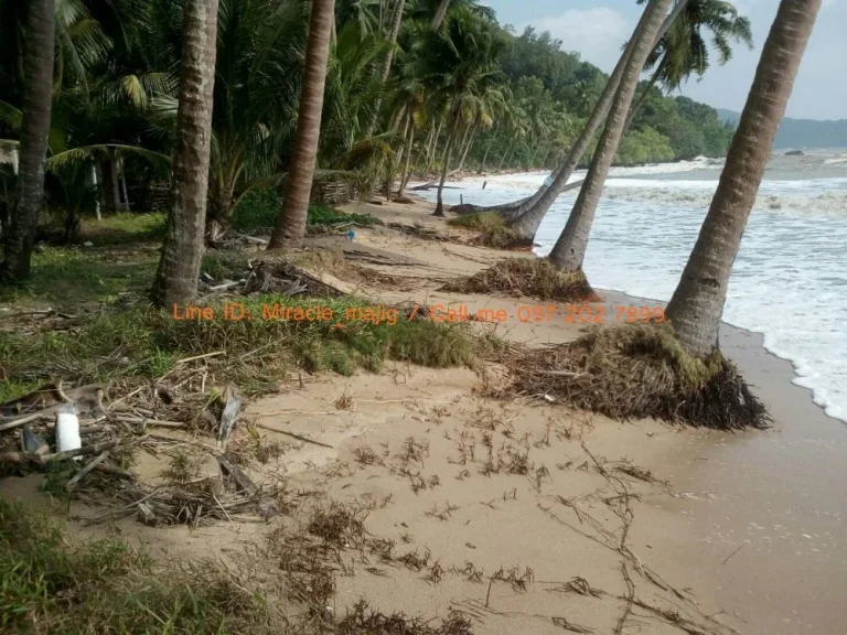 ที่ดินติดชายหาดพร้อมสวนมะพร้าวลูกดก