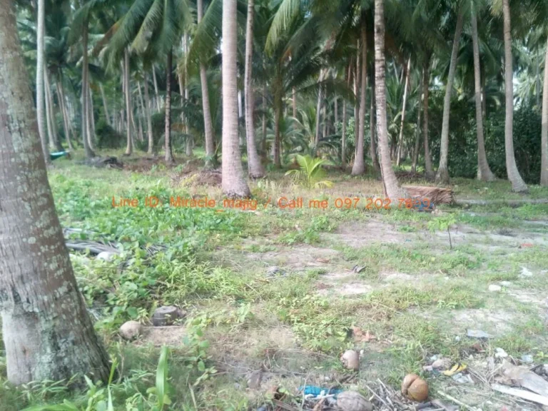 ที่ดินติดชายหาดพร้อมสวนมะพร้าวลูกดก