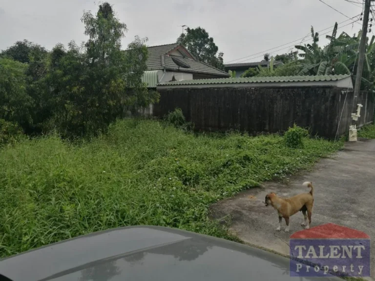 ขายที่ดินเปล่า 100 ตรว วัดเกาะ เจ้าของขายเอง