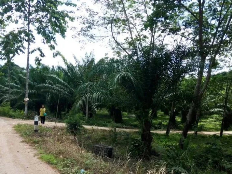 ที่ดินใจกลางเมืองกระบี่ใก้ลสนามบินห้างสรรพสินค้า ซอยวัดถ้ำเสือ