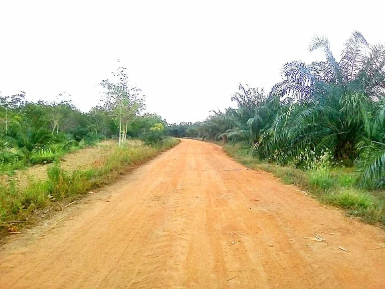 ขายที่ดินทำเกษตรกรรมแปลงใหญ่