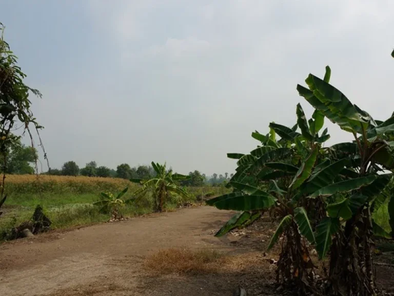 ขายที่ดินเปล่า รังสิต-ปทุมธานี