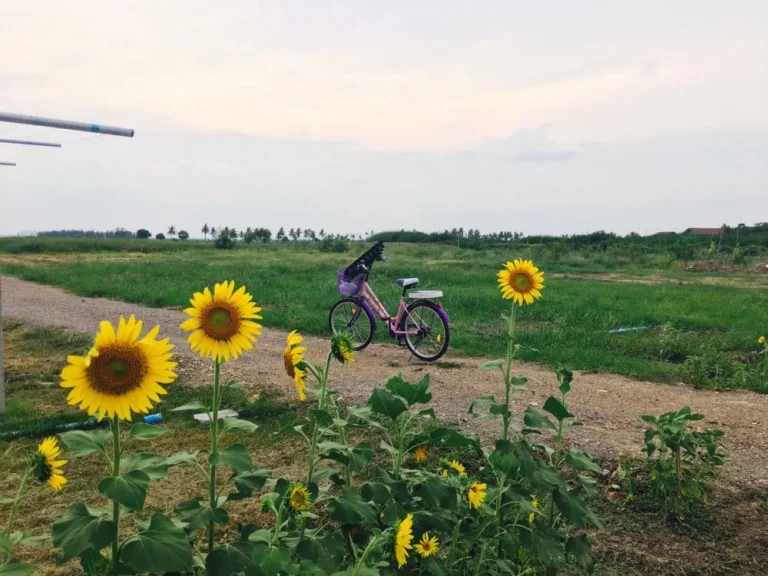 ที่ดินหาดเจ้าสำราญ 3 ไร่ ห่างทะเล 500 เมตร ห่างหาดเจ้าฯ 4 กม