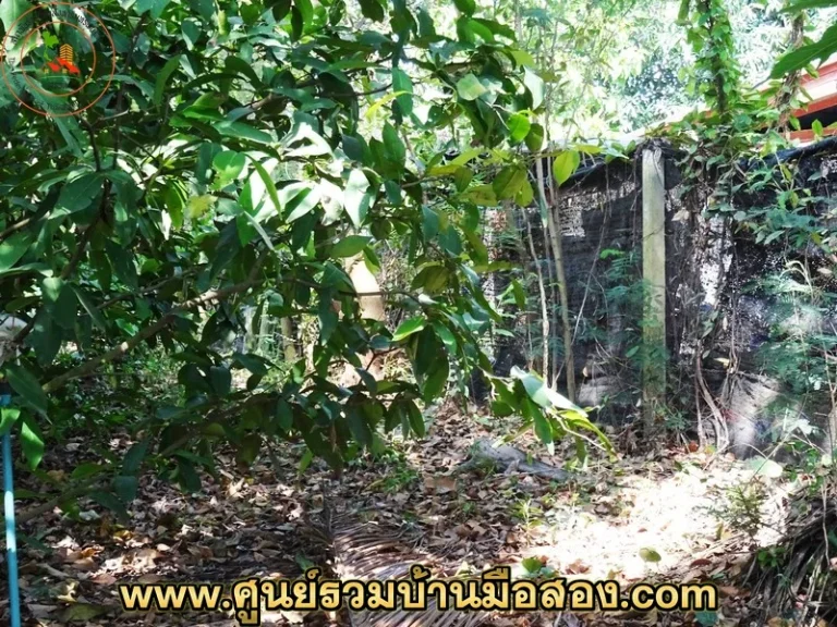 ขายที่ดินสวนมะพร้าว 2843 ตรว ซอยบางป่า 47 จังหวัดราชบุรี