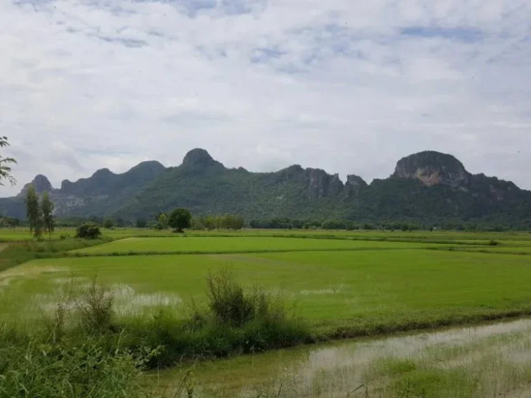 ขายที่ดิน แปลงสวย อยู่ตำบลหนองชุมพลเหนือ อำเภอเขาย้อย จังหวัดเพชรบุรี เนื้อที่ 42-2-24ไร่ เหมาะกับการทำโรงงาน