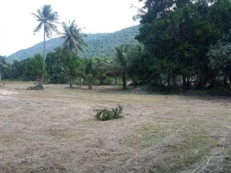 ขายที่ดินเกาะช้าง 40 ไร่