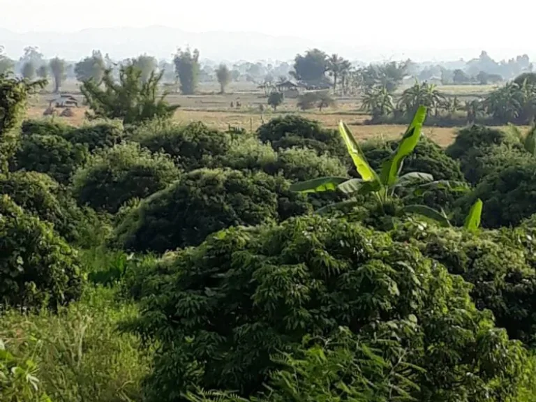 ขายที่ดิน 10ไร่ ใกล้ถนนหลวง อแม่อาย เชียงใหม่