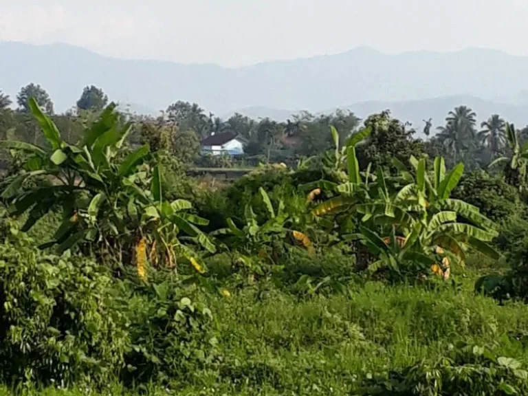 ขายที่ดิน 10ไร่ ใกล้ถนนหลวง อแม่อาย เชียงใหม่