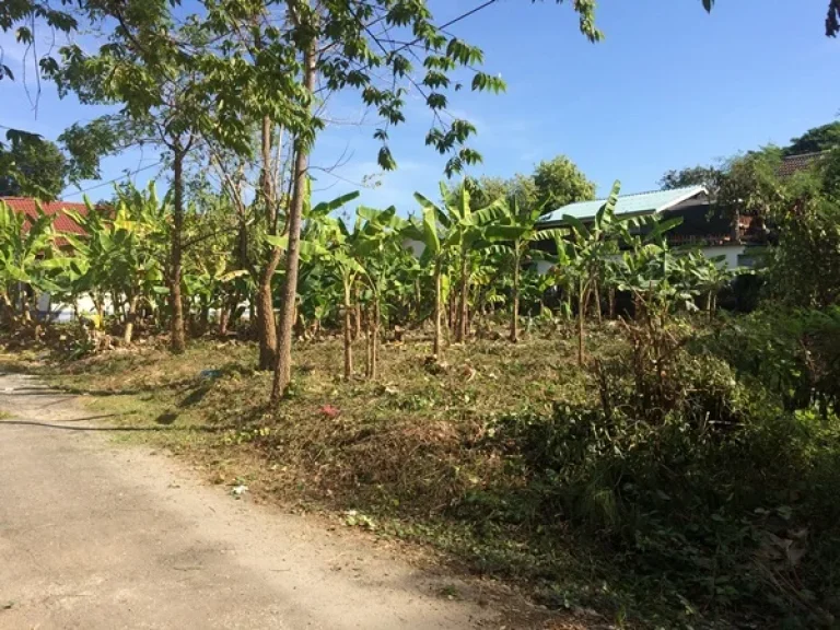 ขายที่ดิน 156 ตรว เจ้าของขายเอง ทำเลดี ใกล้แยกวุ่นวาย 300 เมตร