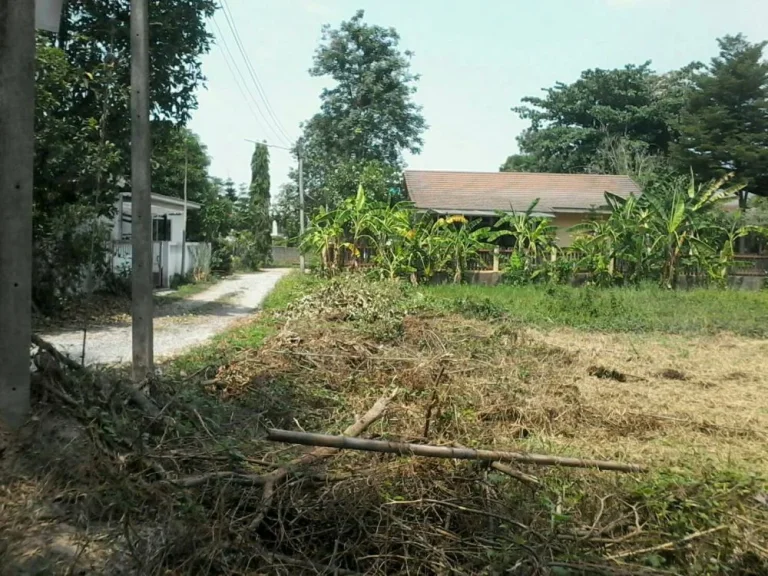 ขายที่ดิน ตำบลสุเทพ เห็นวิวดอย ราคาถูก แปลงหัวมุม