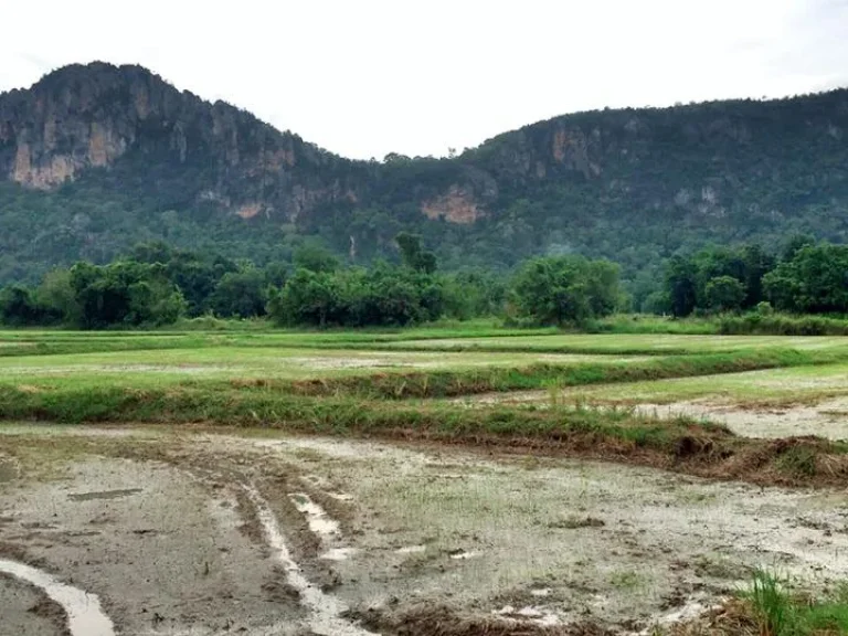 ขายที่ดิน 5ไร่ 3งาน 60ตรวา อำเภอเขาย้อย หนองชุมพลเหนือ เพชรบุรี