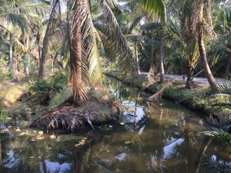 ขายถูกที่ดิน 2ไร่ แปลงสวย ติดถนนซอย และลำน้ำประโดง จสมุทรสงคราม