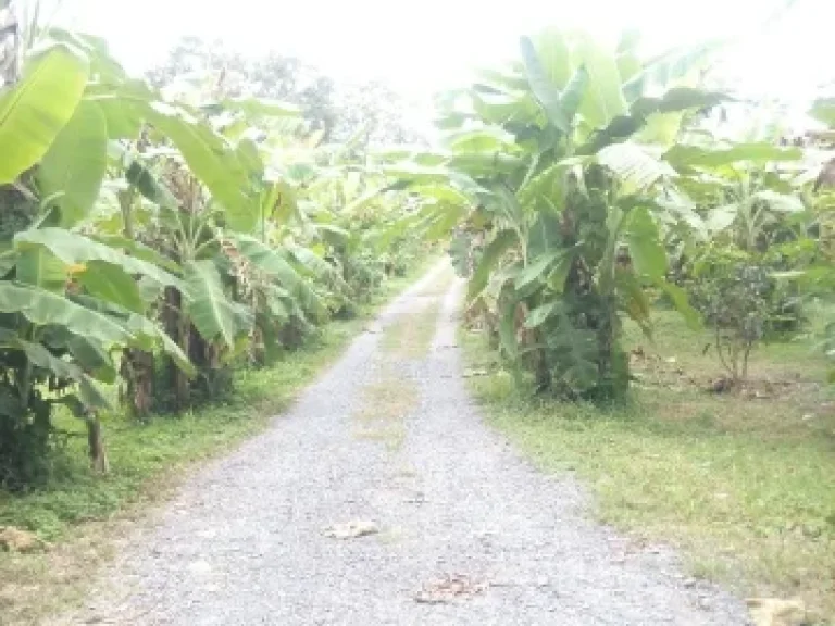 ที่ดินเอกสารโฉนด ด้านหน้าติดถนนคอนกรีต ในพื้นที่มีไม้ผลหลายชนิด