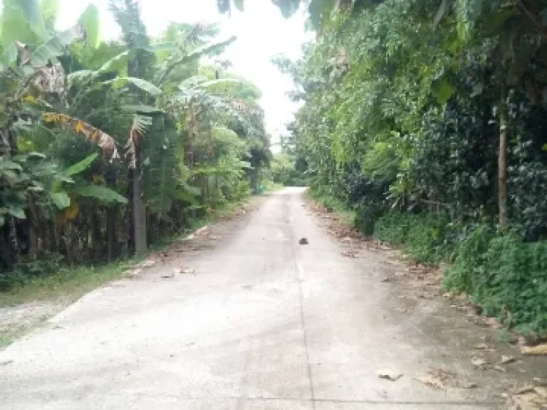 ที่ดินเอกสารโฉนด ด้านหน้าติดถนนคอนกรีต ในพื้นที่มีไม้ผลหลายชนิด