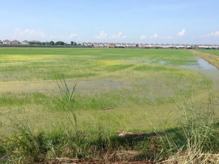 ขายที่ดิน 30ไร่ ติดถนนลำลูกกา คลอง 7