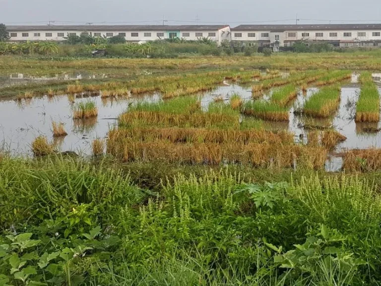 ขายที่ดินปทุมธานี ลำลูกกา ติดถนน ใกล้ไฟฟ้าลำลูกกา 1 ไร่ 375 ล้านบาท