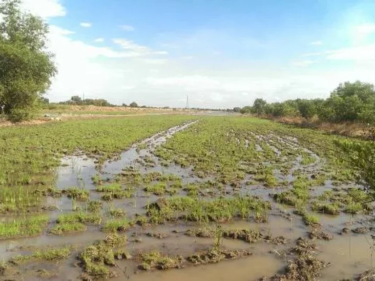 ขายที่ดินบริเวณ วังน้อย อยุธยา 50 ไร่ ถนน พหลโยธิน