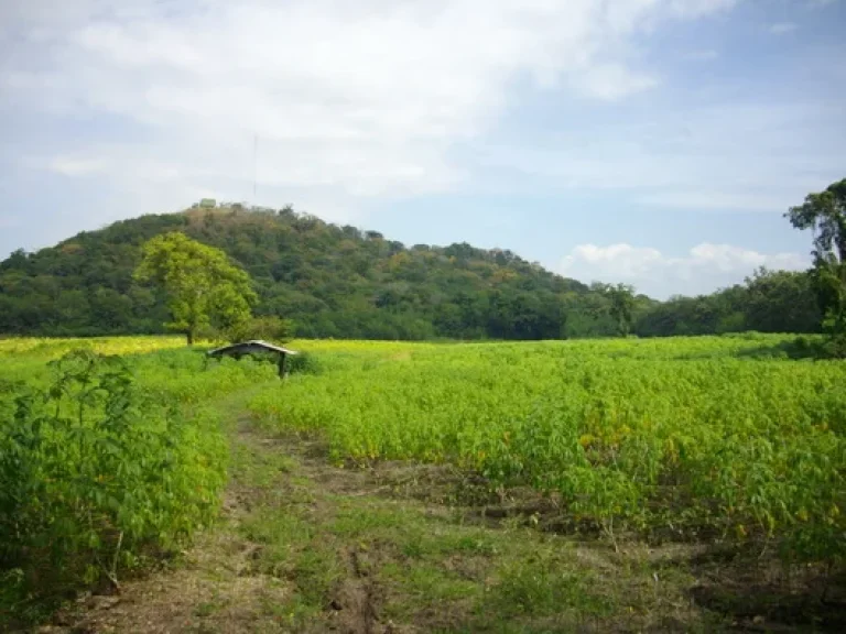 ขายที่ดิน10ไร่นส3กไร่ละ90000บาทติดทางสาธารณะ อชัยบาดาล ลพบุรี