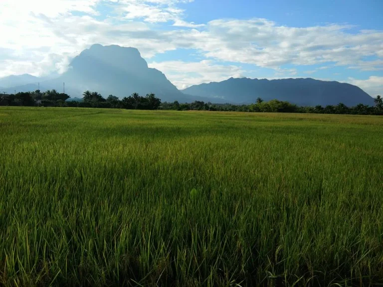 ขายที่ดินติดแม่น้ำปิงวิวหลักร้อย ดอยหลวงกับดอยนาง