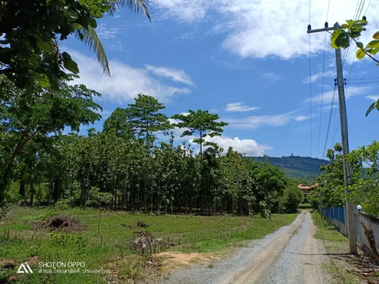 ขายที่ดิน 2 ไร่ วังน้ำเขียว ใกล้วิลเลจฟาร์ม หลวงพ่อคูณ