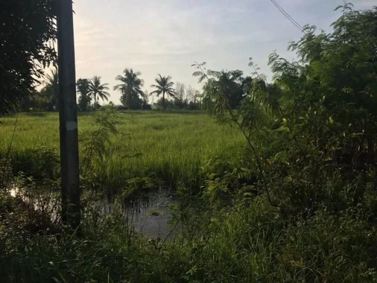 ที่ดินเป็นแปลงเกษตร ไร่นาสวนผสม