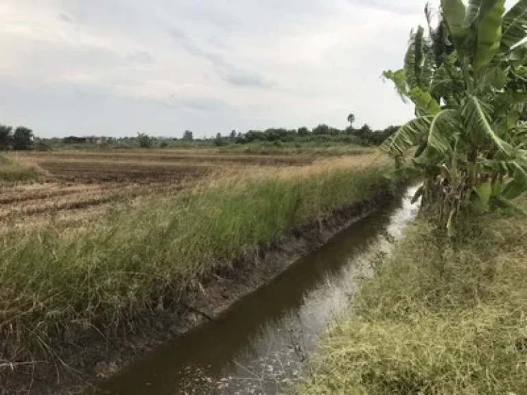 ขายเหมา ที่ดิน 4ไร่ บางบัวทอง ไทรน้อย 15Km จากถสุพรรณ-บางบัวทอง หน้ากว้าง 78m