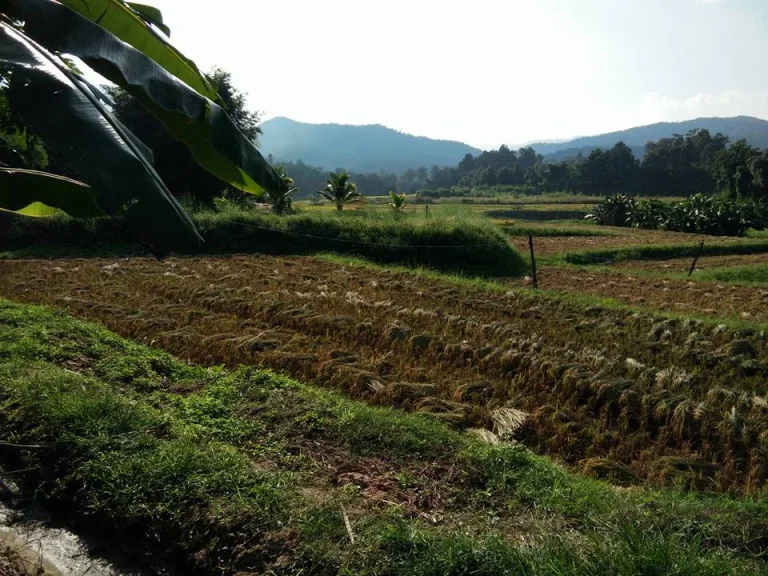 ขายที่ดินติดลำเหมืองและลำห้วยวิวดอยหลวง