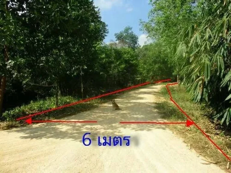 ขายที่ดินสวนยาง มีโฉนด ราคาถูก ขาย 9 ไร่