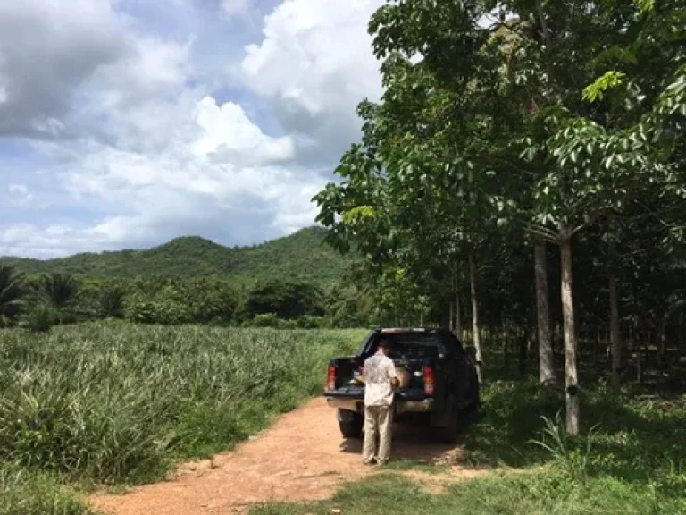 ขายที่ดินปลูกยางพารา และมะพร้าว บางสะพาน ประจวบฯ