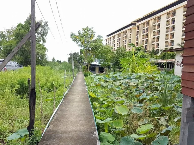 ขายที่ดิน มธรรมศาสตร์รังสิต พร้อมสิ่งปลูกสร้าง