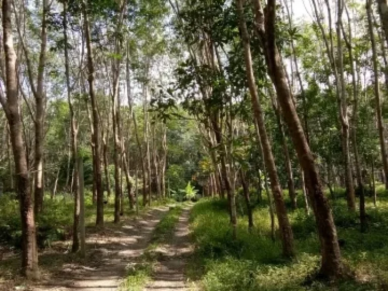 ขายที่ดิน 11 ไร่ 25ล้านบาทไร่ อ่าวโต๊ะหลี ใกล้จุดชมวิว เสม็ดนางชี