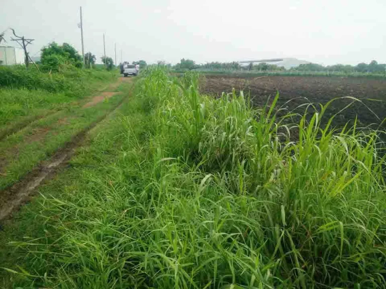 ขายที่ดิน 3 ไร่ 2 งาน ตำบลพระพุทธบาท อำเภอพระพุทธบาท สระบุรี ราคา 4200000 บาท ซอยเดียวกับครัวลุงเล็ก ติดต่อคุณเมย์รวี ธีรวัฒน์ชยานนท์ 087-0374718