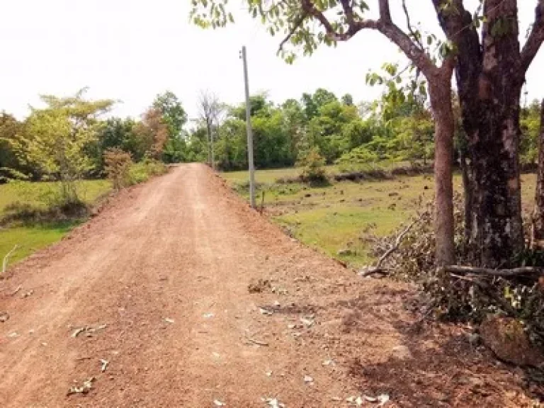 ขายที่ดิน บริเวณ มหาวิทยาลัยเกษตรศาสตร์ วิทยาเขตเฉลิมพระเกียรติ สกลนคร