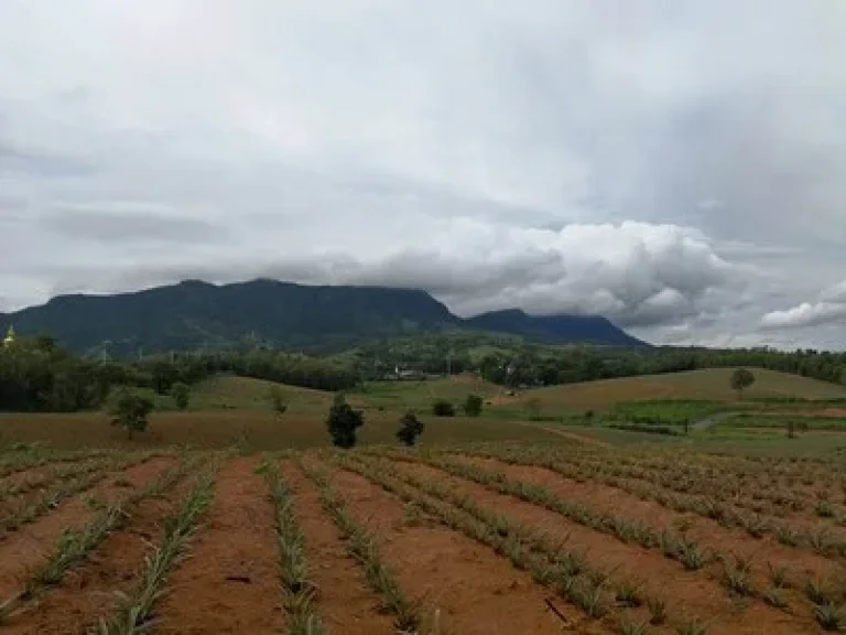 ขายที่ดิน เขาค้อ วิว สวย แนว valley เหมาะสำหรับ ทำบ้านพักตากอากาศ แคมป์สน เขาค้อ เพชรบูรณ์