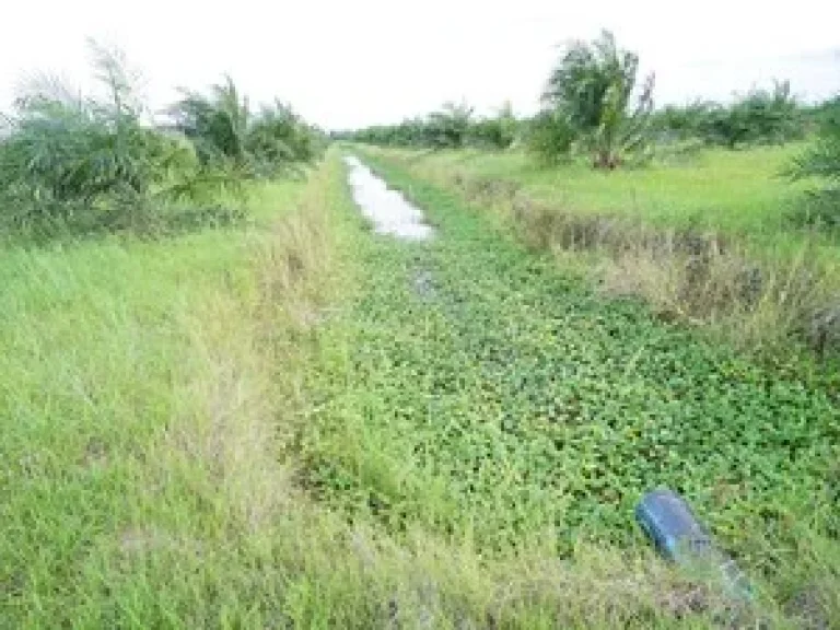 Land for sale in Nakhon Si Thammarat50 rai of palm plantation areaBuy now to get incomeSuitable for housing development